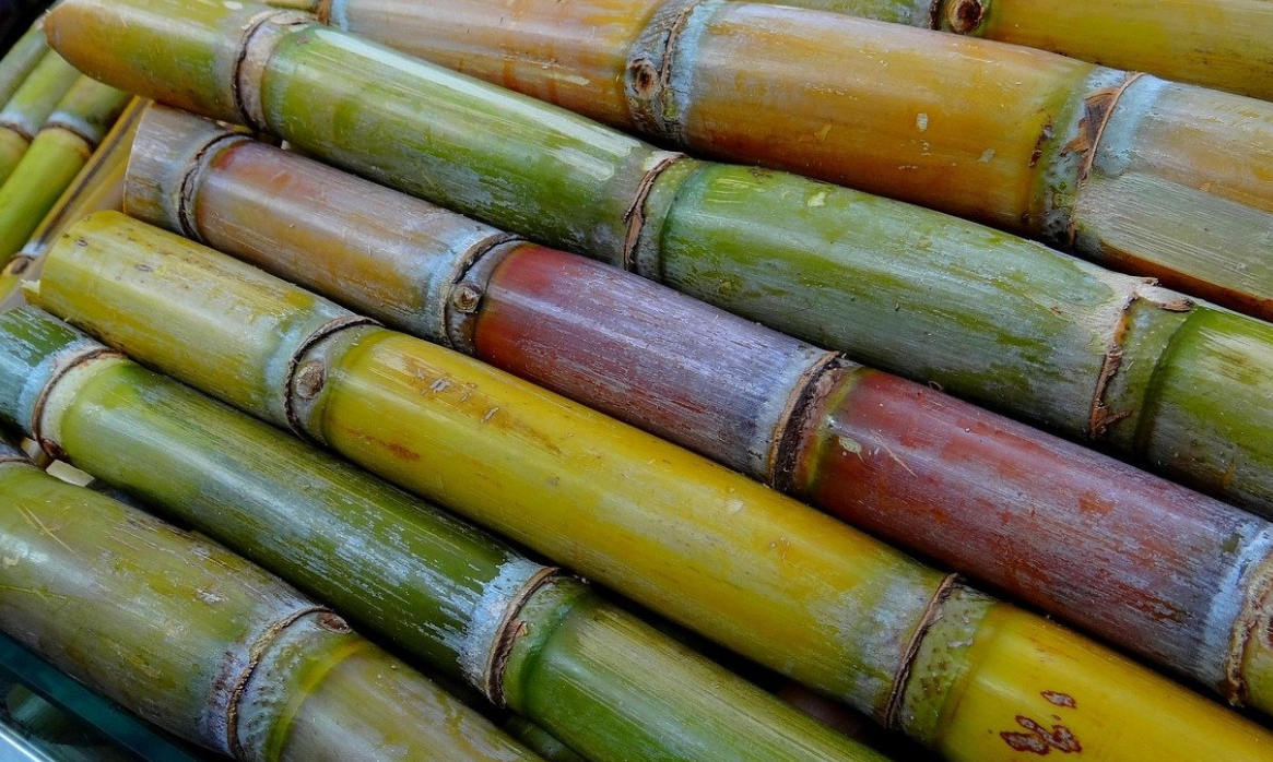 Hơ Mía Trên Đống Tro